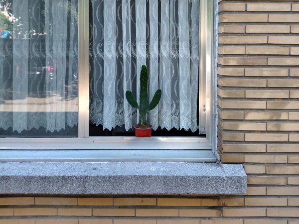 Zwerm & Bad van Marie - Dit lijkt een beetje op een cactus (foto: Peter Boelens)